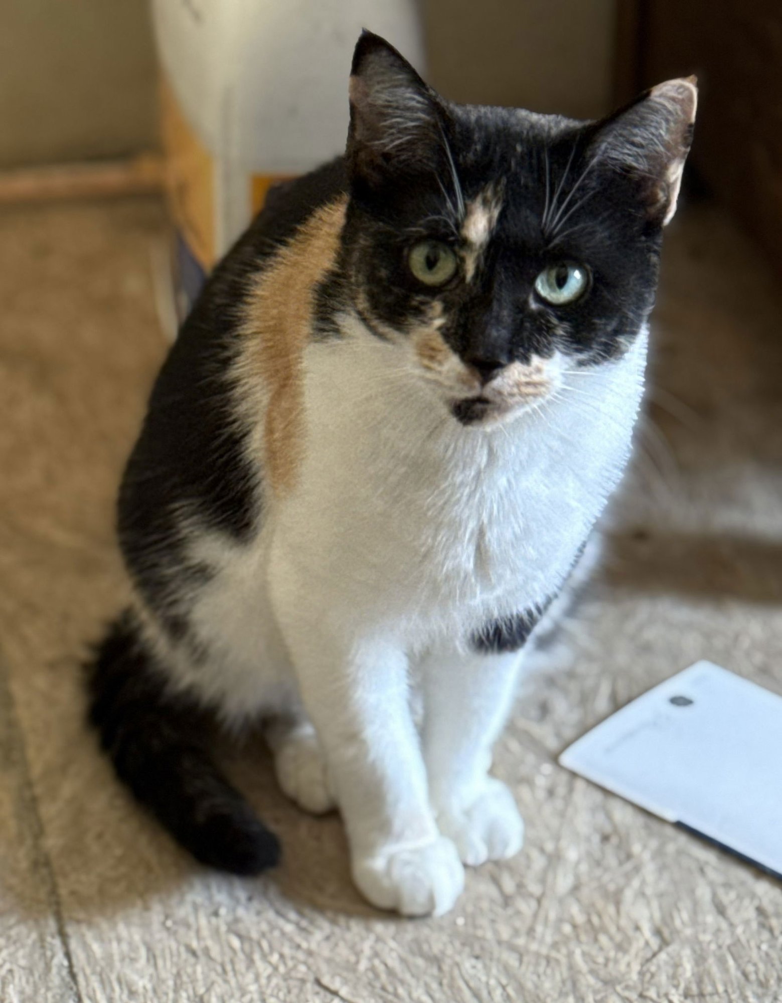 WILLOW - Domestic Short Hair / Calico available for adoption