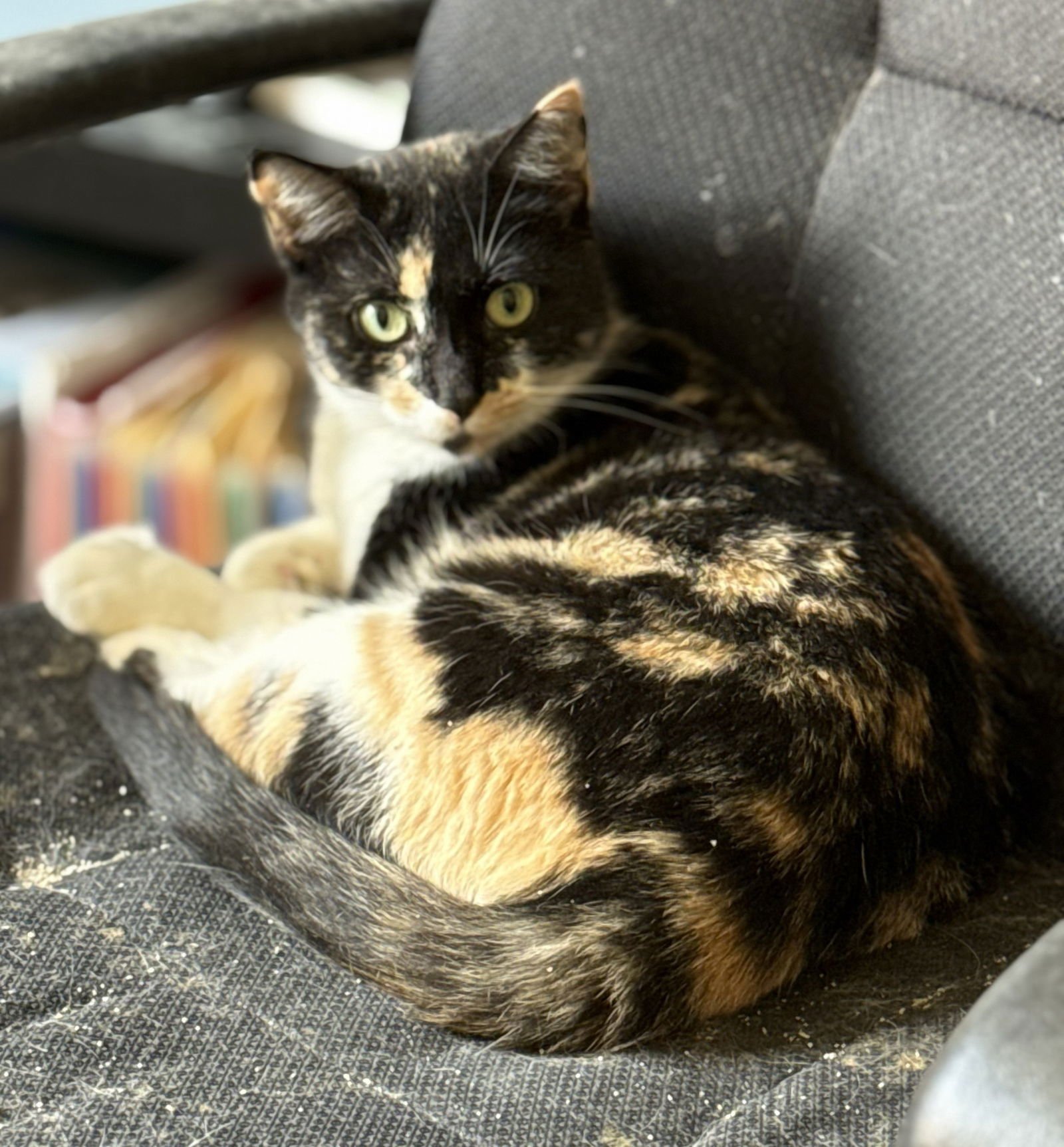 WILLOW - Domestic Short Hair / Calico available for adoption