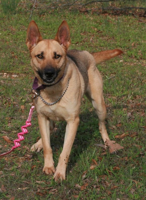BLONDIE - Belgian Shepherd Malinois / German Shepherd Dog available for adoption
