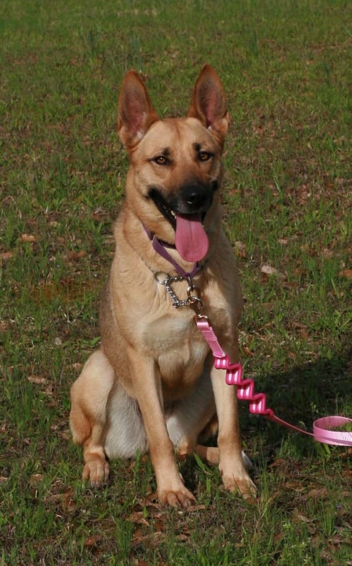 BLONDIE - Belgian Shepherd Malinois / German Shepherd Dog available for adoption