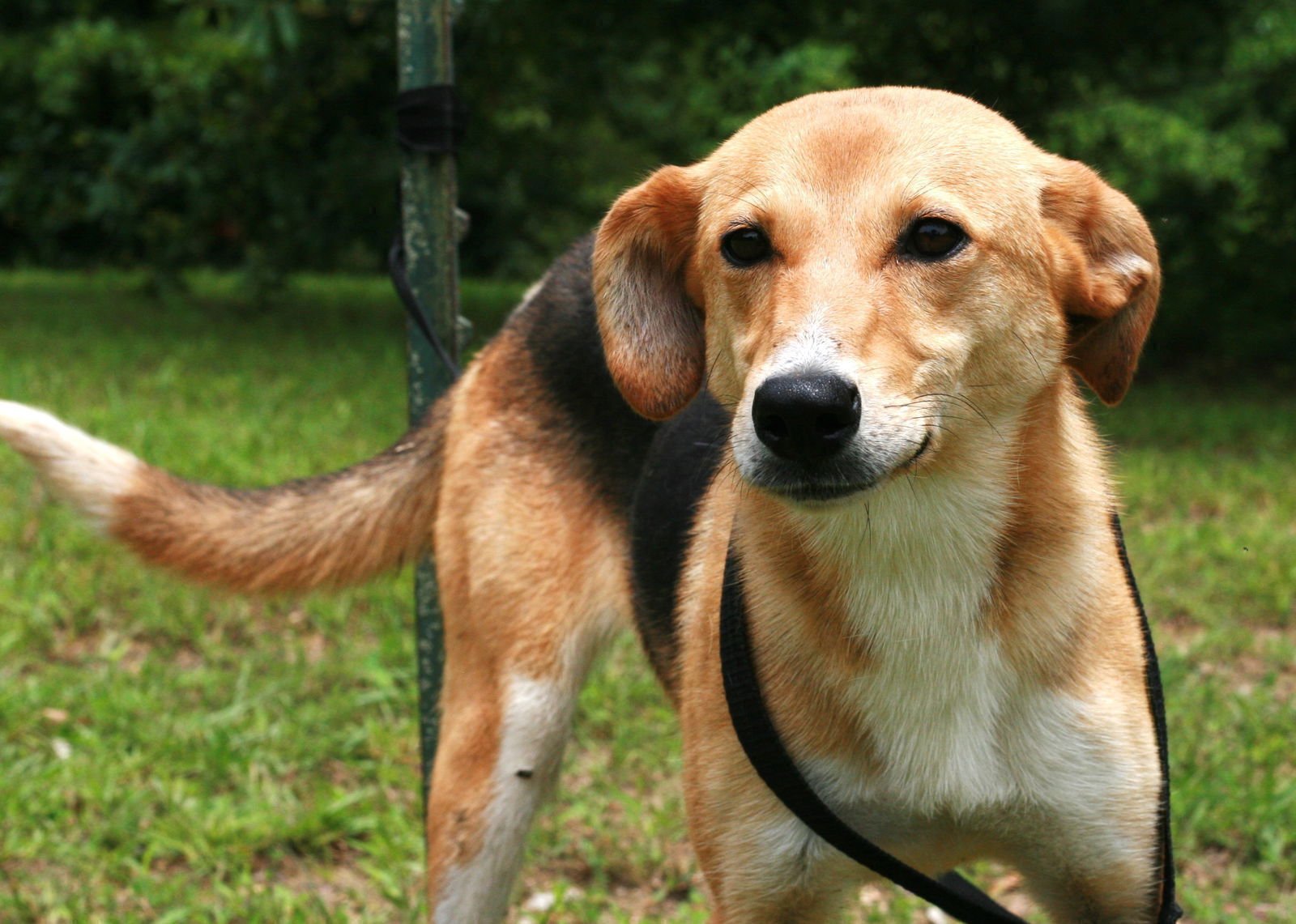 MOA - Whippet / German Shepherd Dog available for adoption