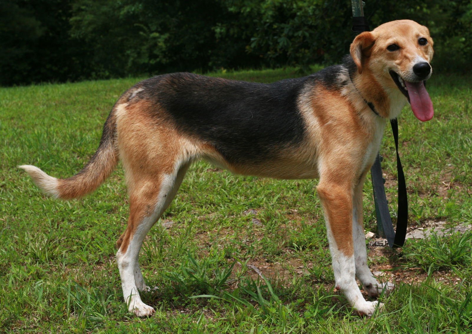 MOA - Whippet / German Shepherd Dog available for adoption