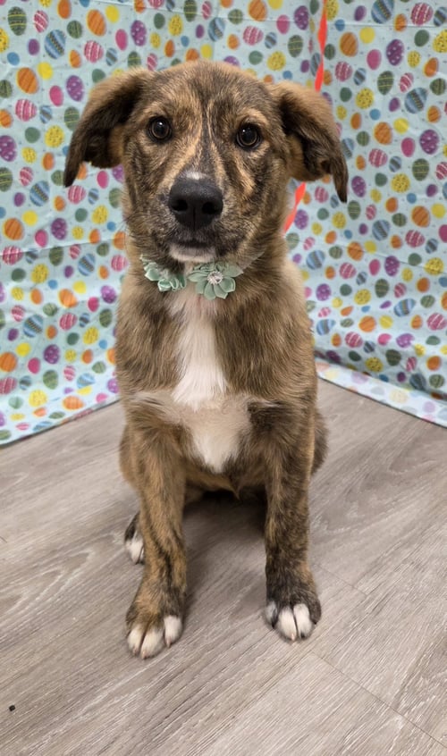 YUKI - Belgian Shepherd Malinois / Australian Shepherd available for adoption