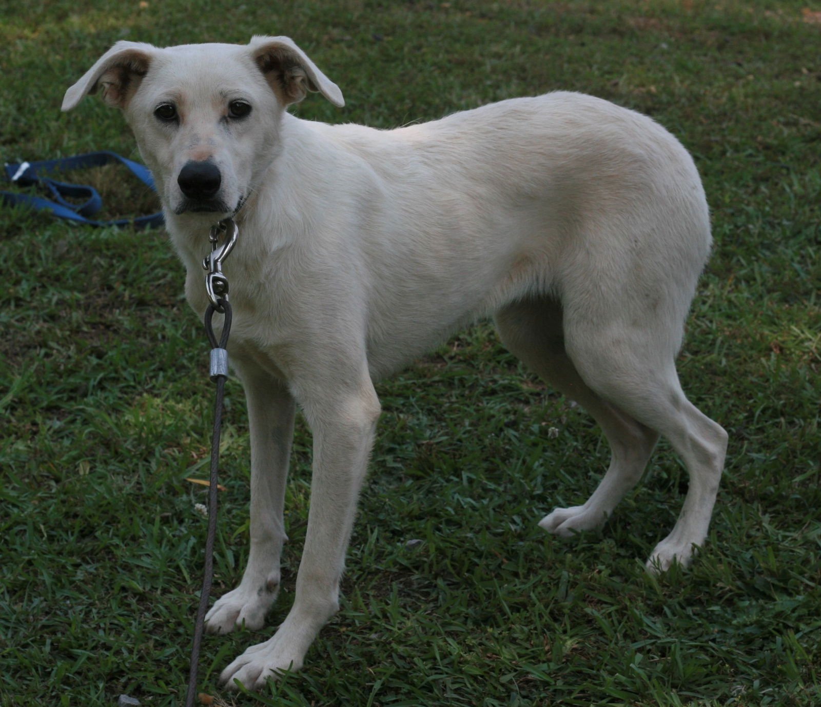 Dolly - Photo 3