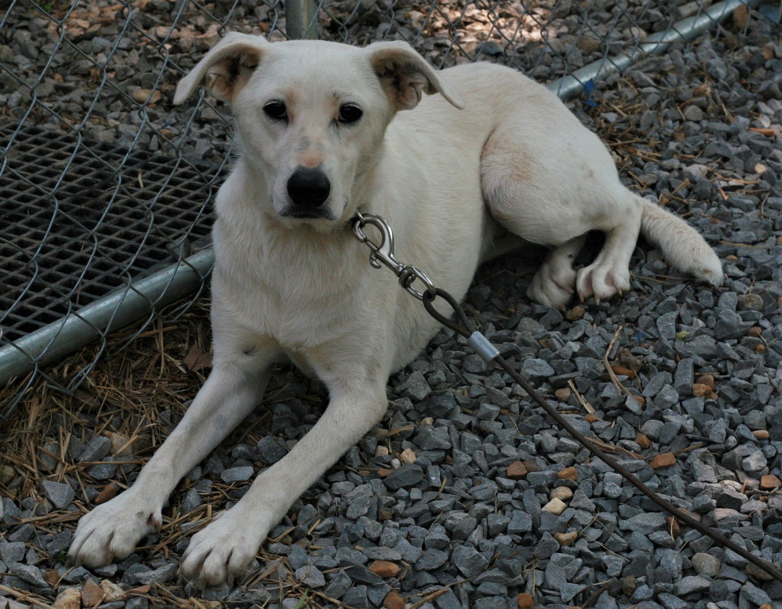 Dolly - Photo 4