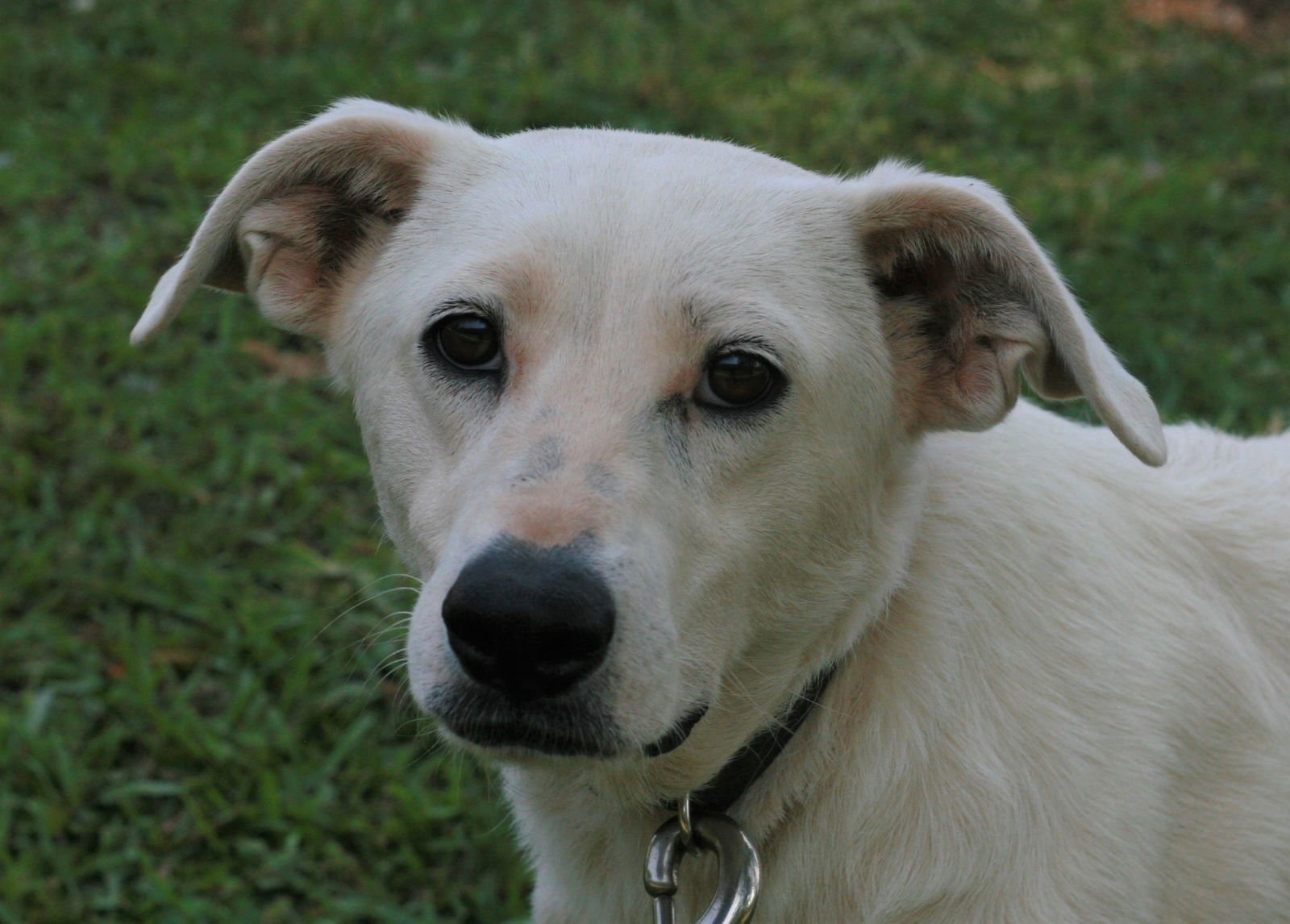Dolly - Photo 5