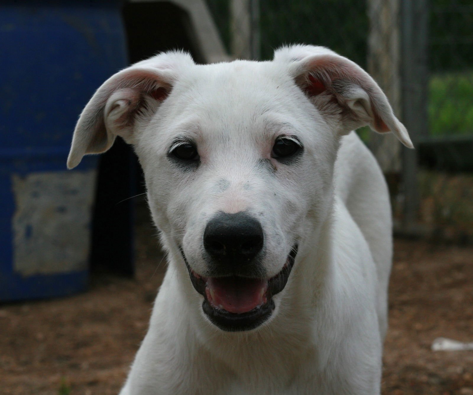 Dolly - Photo 6