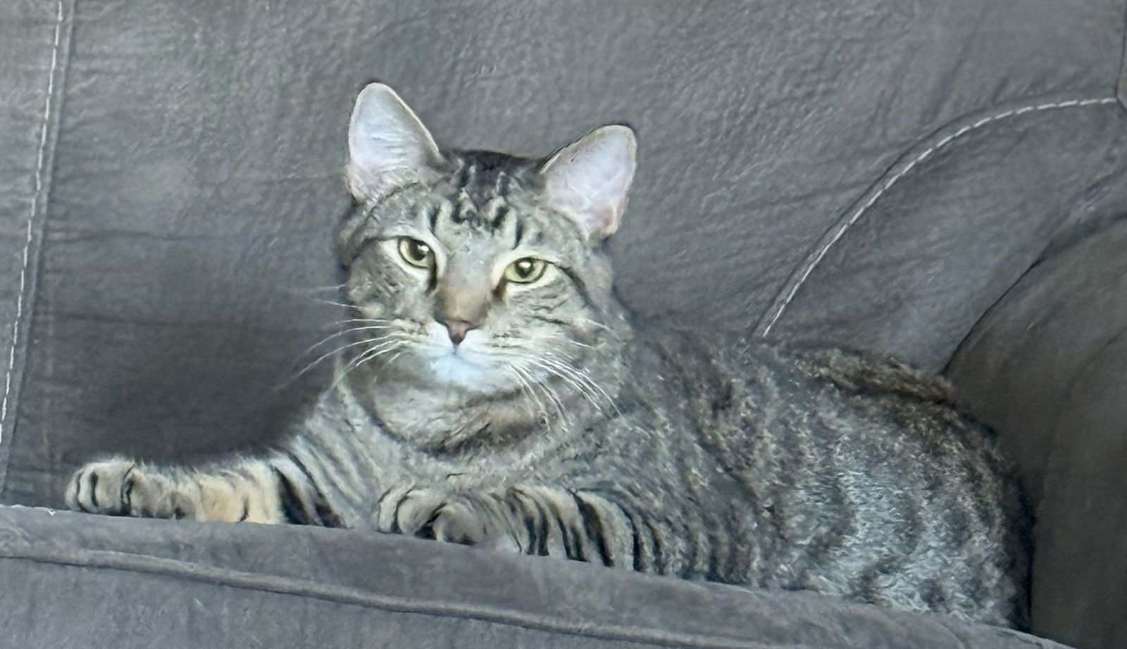 LEO - Domestic Short Hair / Tabby available for adoption