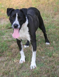 Oliver - Photo 2