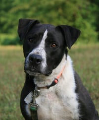 Oliver - Photo 3