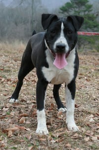 Oliver - Photo 4