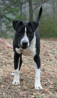 Oliver - Photo 7