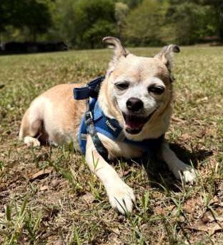 PIGGIE - Chihuahua available for adoption