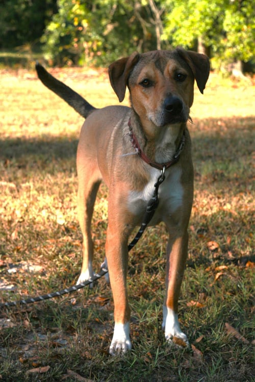 NORA - German Shepherd Dog / Labrador Retriever available for adoption