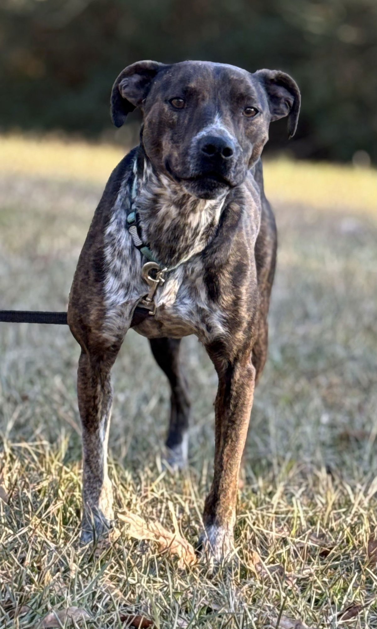 MARY ELLEN - Mountain Cur / Australian Cattle Dog/Blue Heeler available for adoption