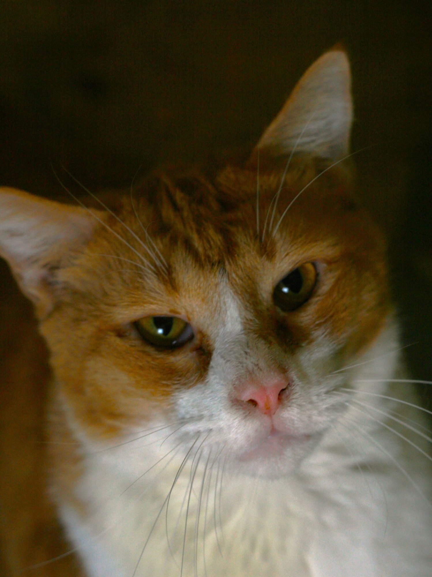 PUMPKIN - Domestic Short Hair / Tabby available for adoption