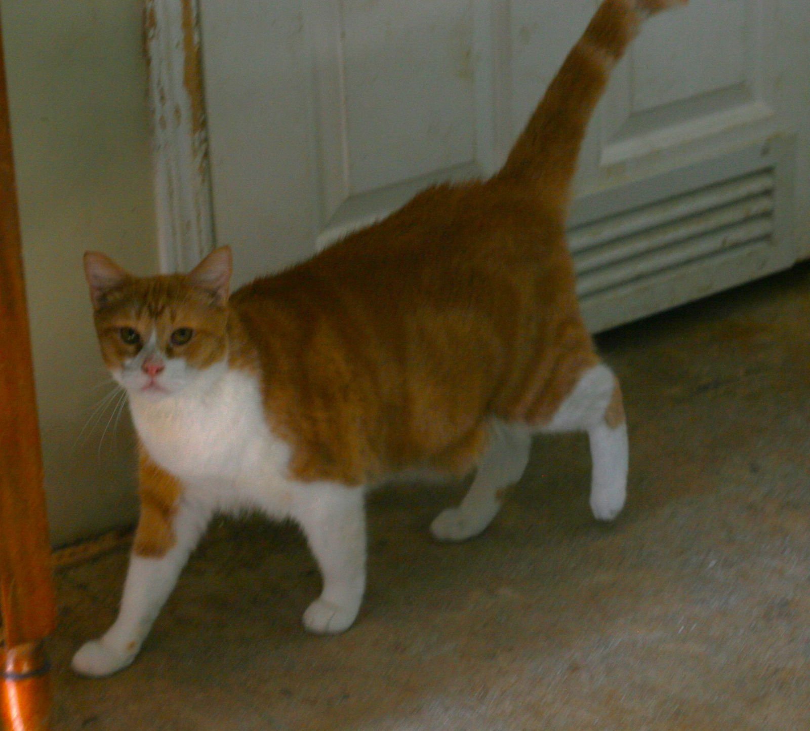 PUMPKIN - Domestic Short Hair / Tabby available for adoption