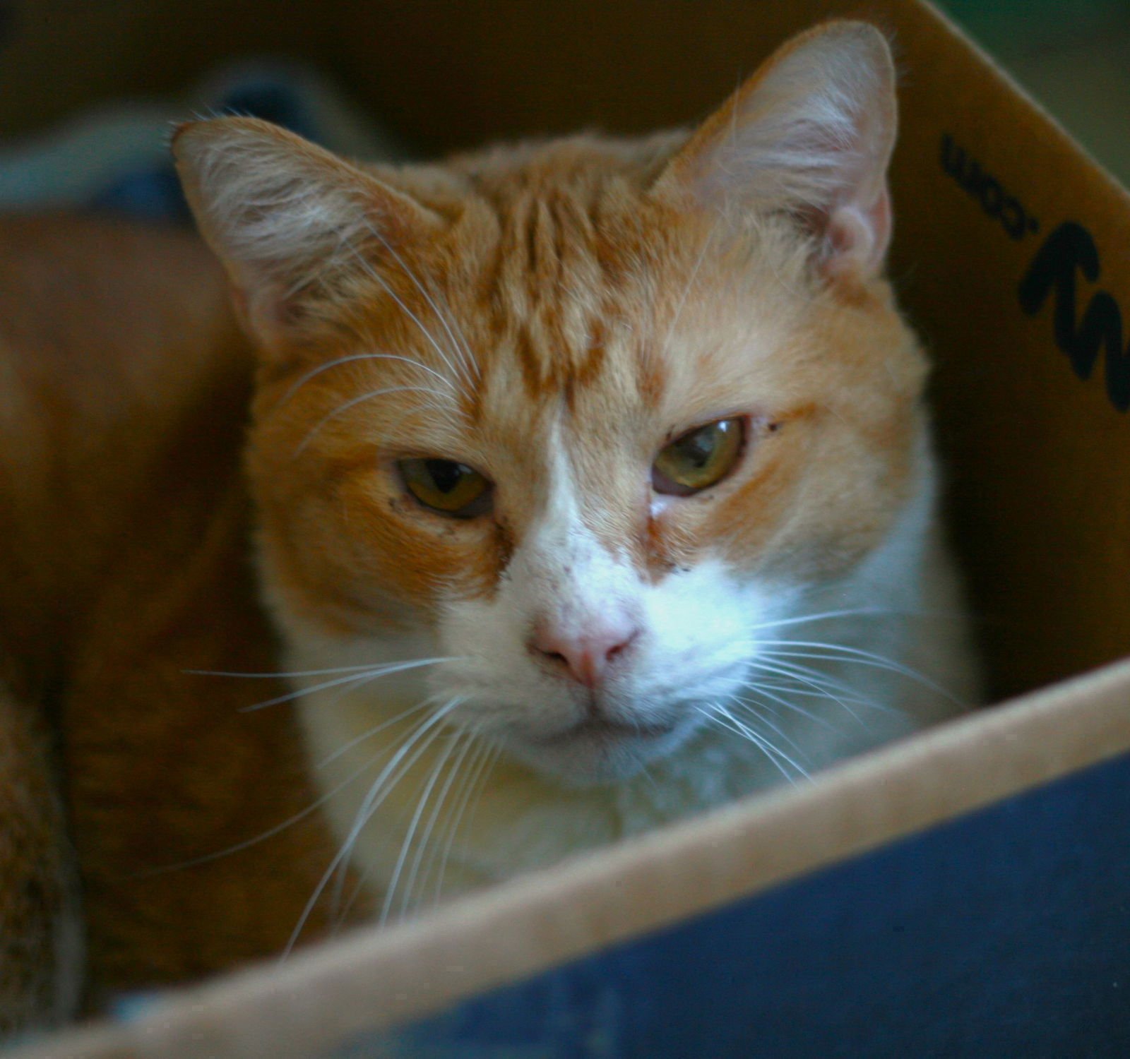 Pumpkin - Photo 6