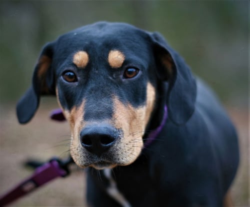 LOOFIE - Labrador Retriever / Black and Tan Coonhound available for adoption
