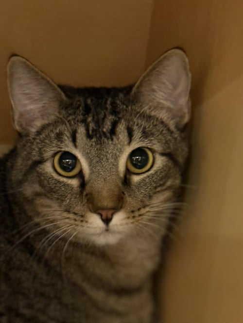 LEO - Domestic Short Hair / Tabby available for adoption