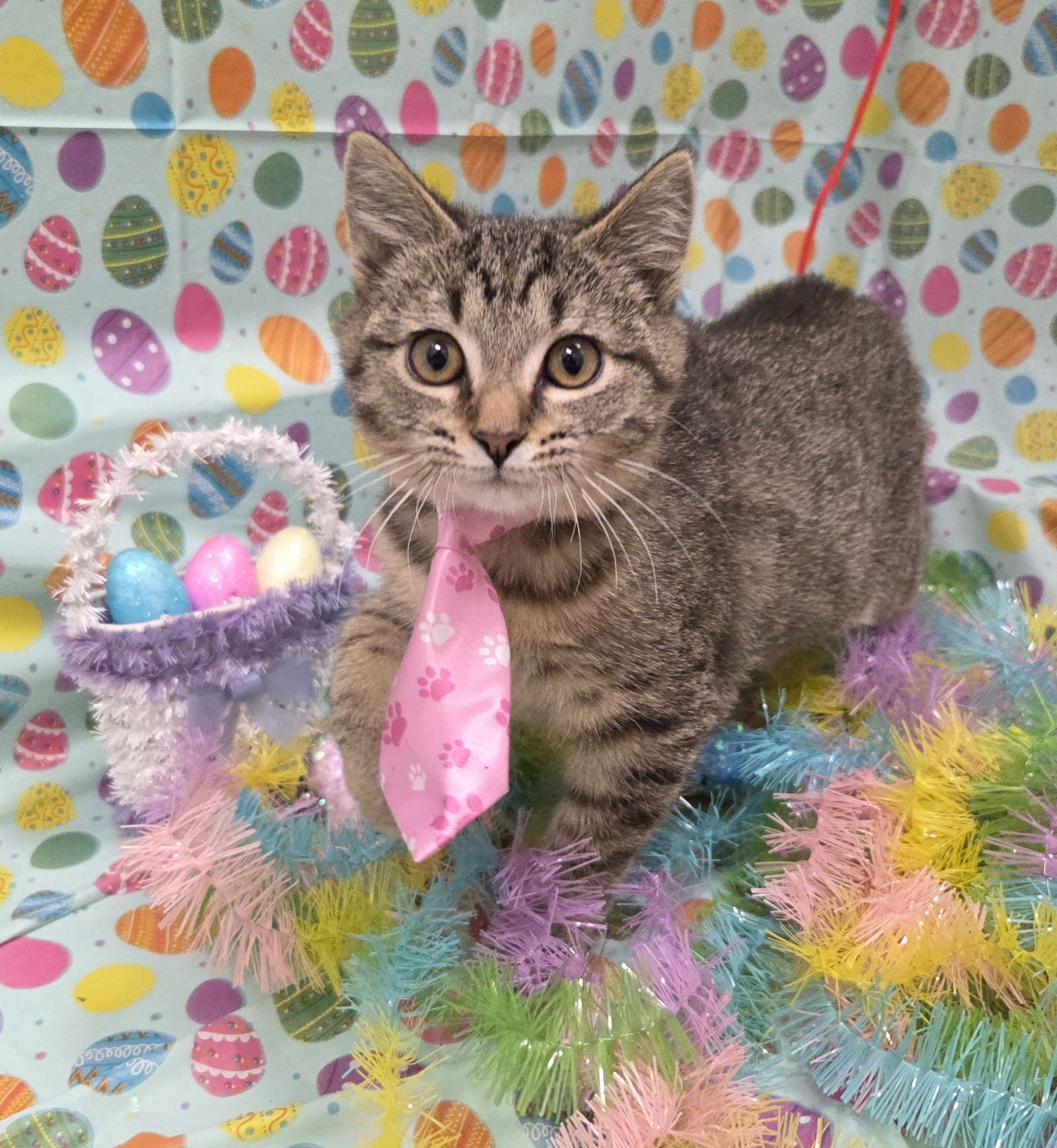 WREN - Tabby / Domestic Short Hair available for adoption