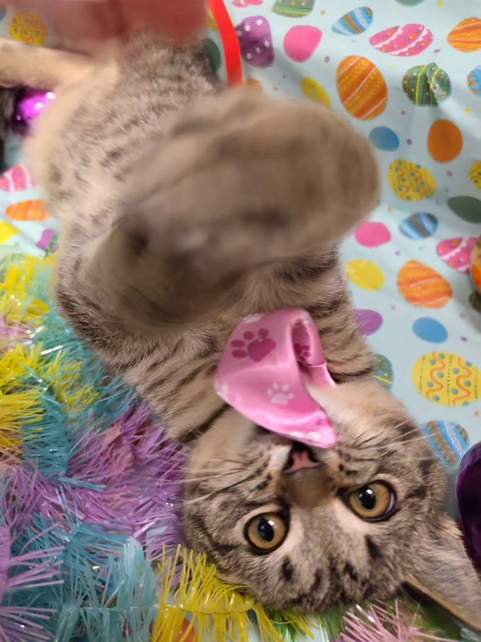 WREN - Tabby / Domestic Short Hair available for adoption