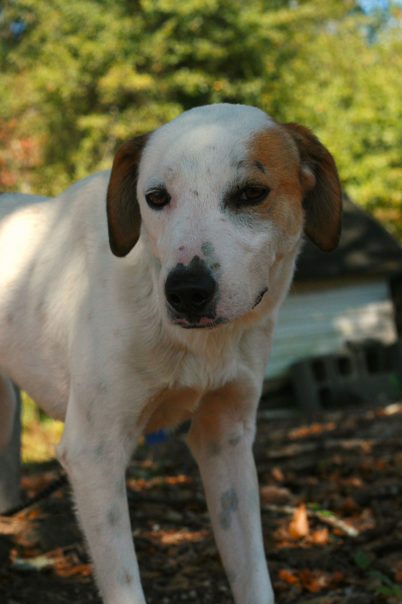 DJ - Greyhound / Labrador Retriever available for adoption