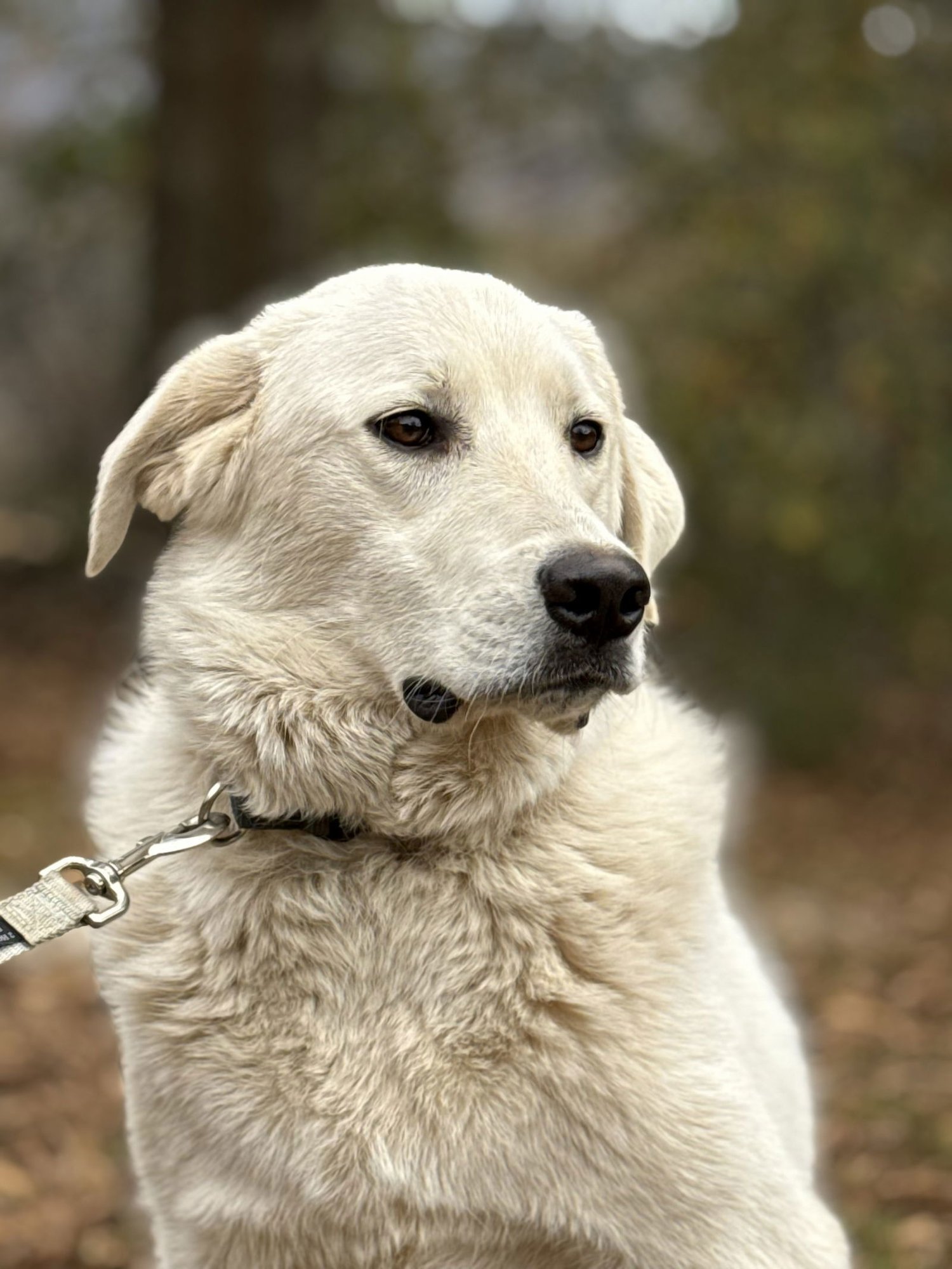 DOUG - Great Pyrenees / Labrador Retriever available for adoption