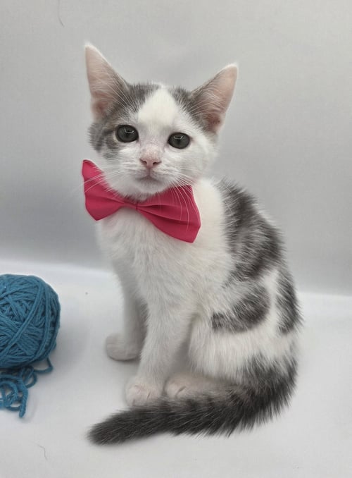 ROBIN - Domestic Short Hair / Tabby available for adoption