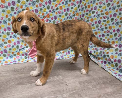 OREN - Australian Shepherd / Anatolian Shepherd available for adoption