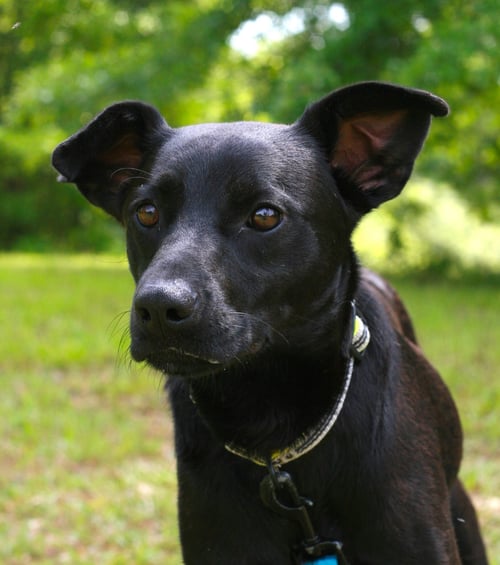 ONYX - Australian Kelpie / Labrador Retriever available for adoption