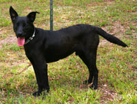 Onyx - Photo 2