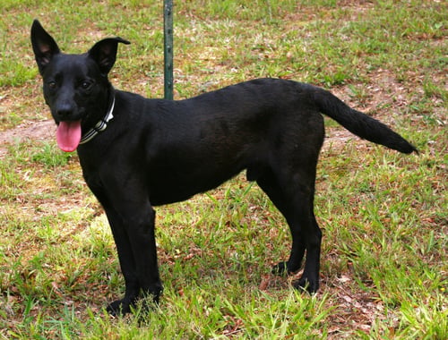 ONYX - Australian Kelpie / Labrador Retriever available for adoption