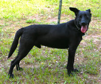 Onyx - Photo 3