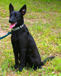 Onyx - Photo 4