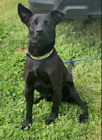 Onyx - Photo 5