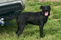 Onyx - Photo 6