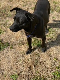 Onyx - Photo 7