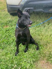 Onyx - Photo 8