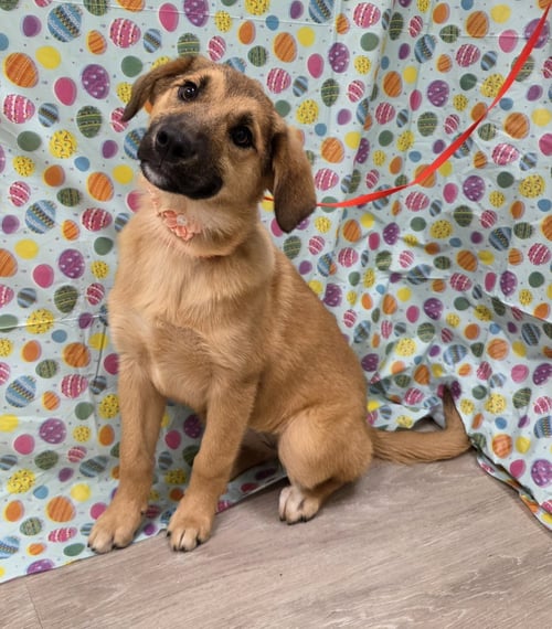 WINTER - Golden Retriever / Australian Shepherd available for adoption