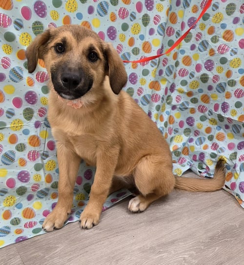 WINTER - Golden Retriever / Australian Shepherd available for adoption
