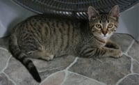 Chowder - Photo 1