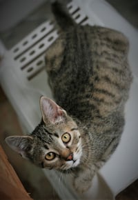 Chowder - Photo 4