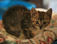 Chowder - Photo 6