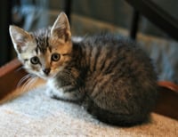 Chowder - Photo 7