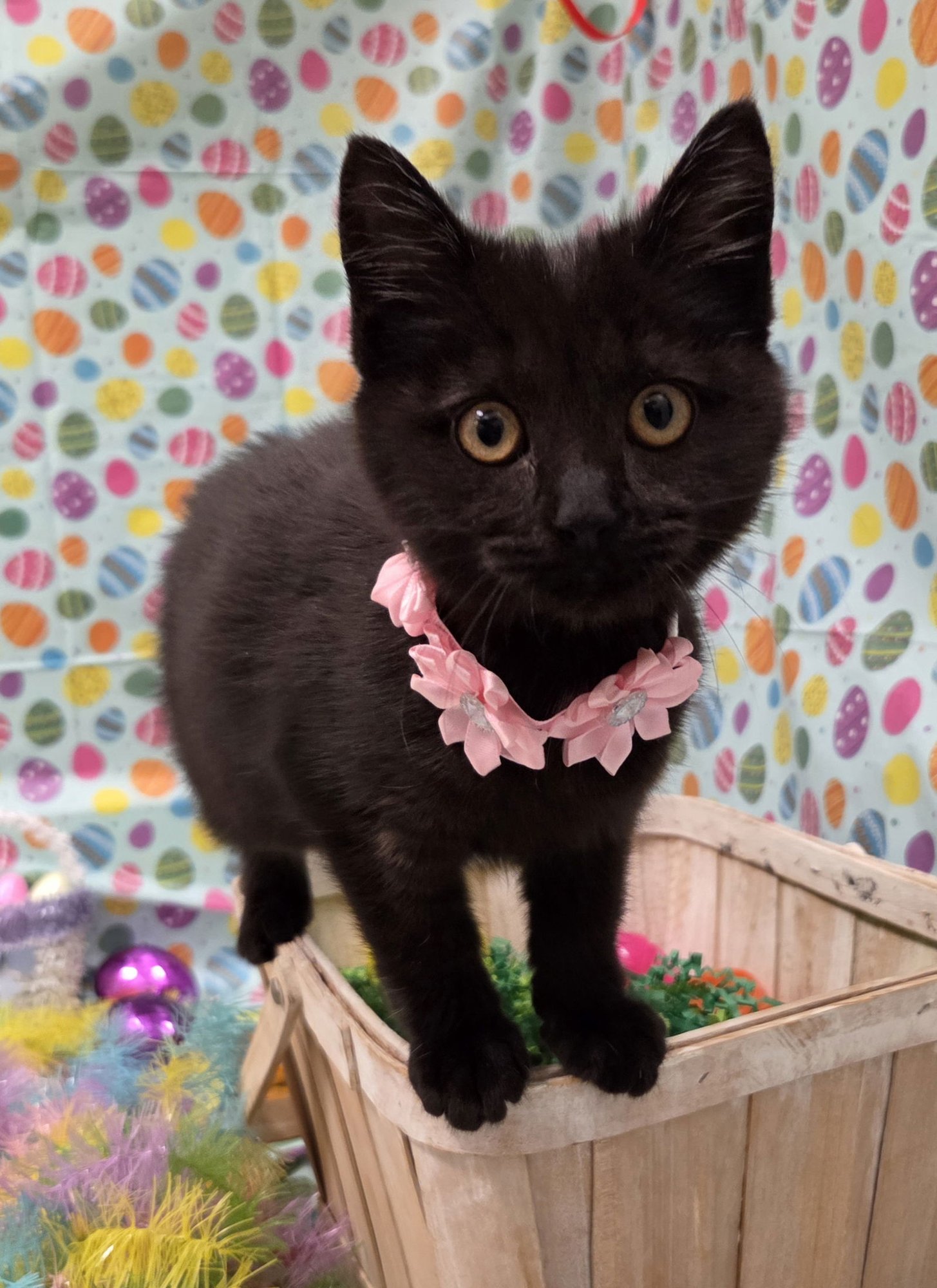 NORTH - Bombay / Domestic Short Hair available for adoption