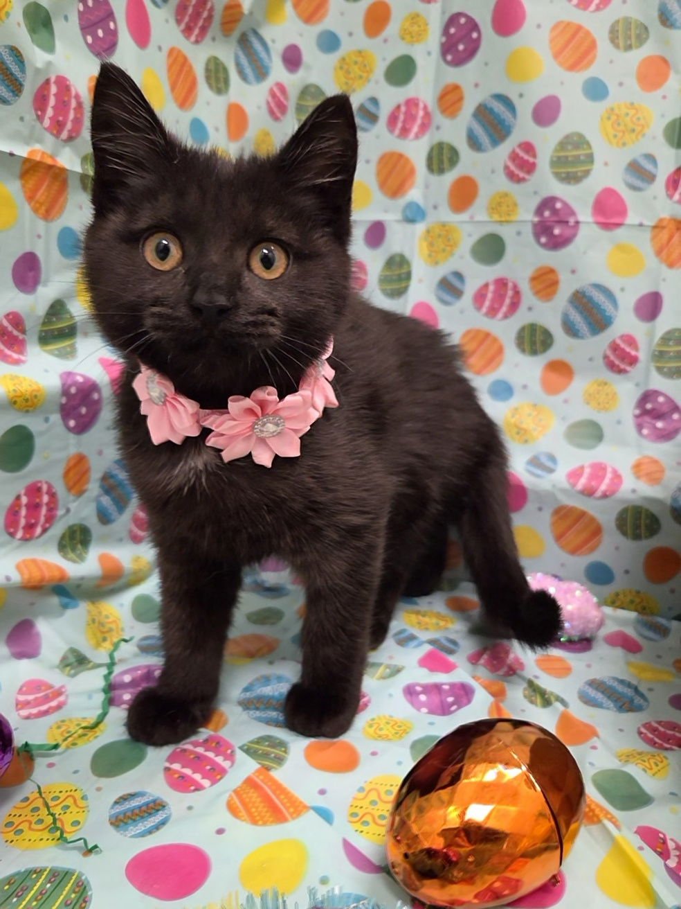 NORTH - Bombay / Domestic Short Hair available for adoption