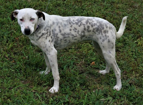 LIANA - Dalmatian / Labrador Retriever available for adoption