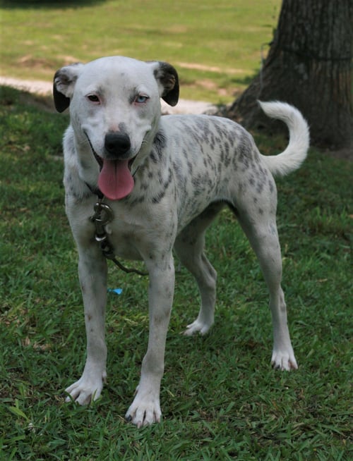 LIANA - Dalmatian / Labrador Retriever available for adoption