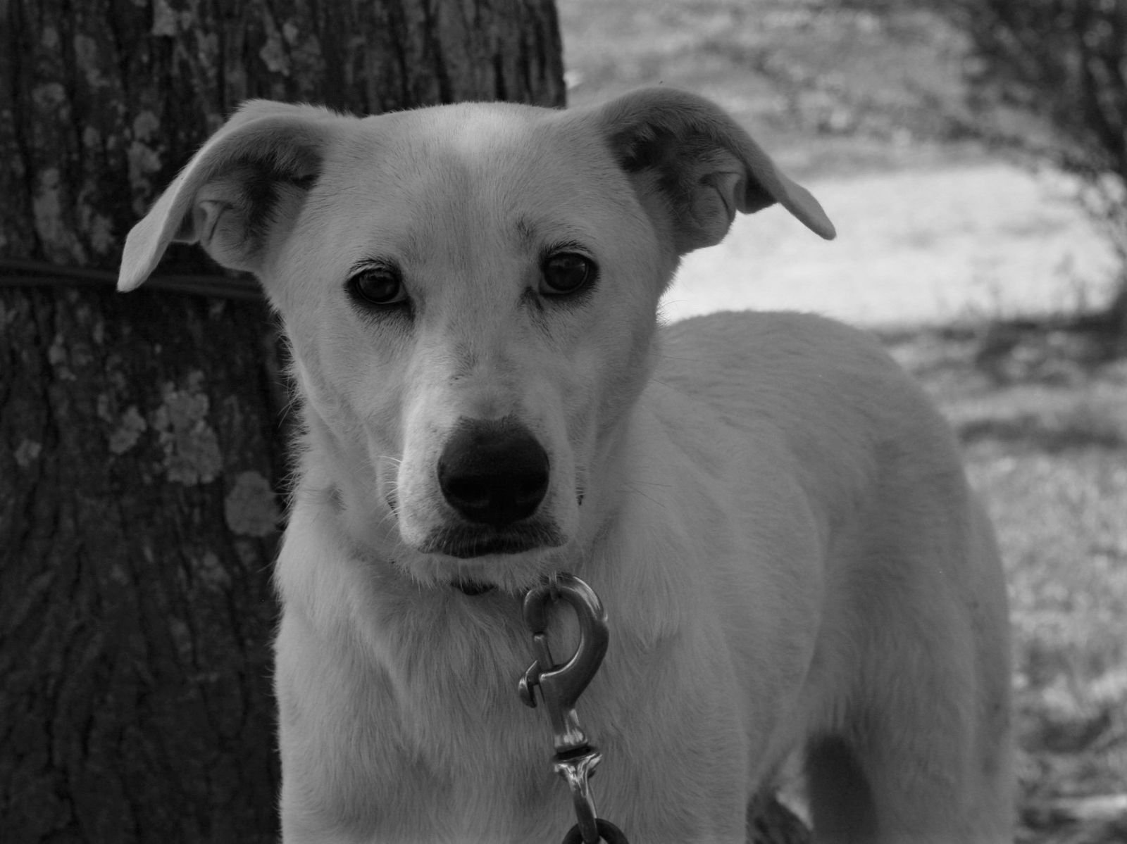 DOLLY - Labrador Retriever / Whippet available for adoption
